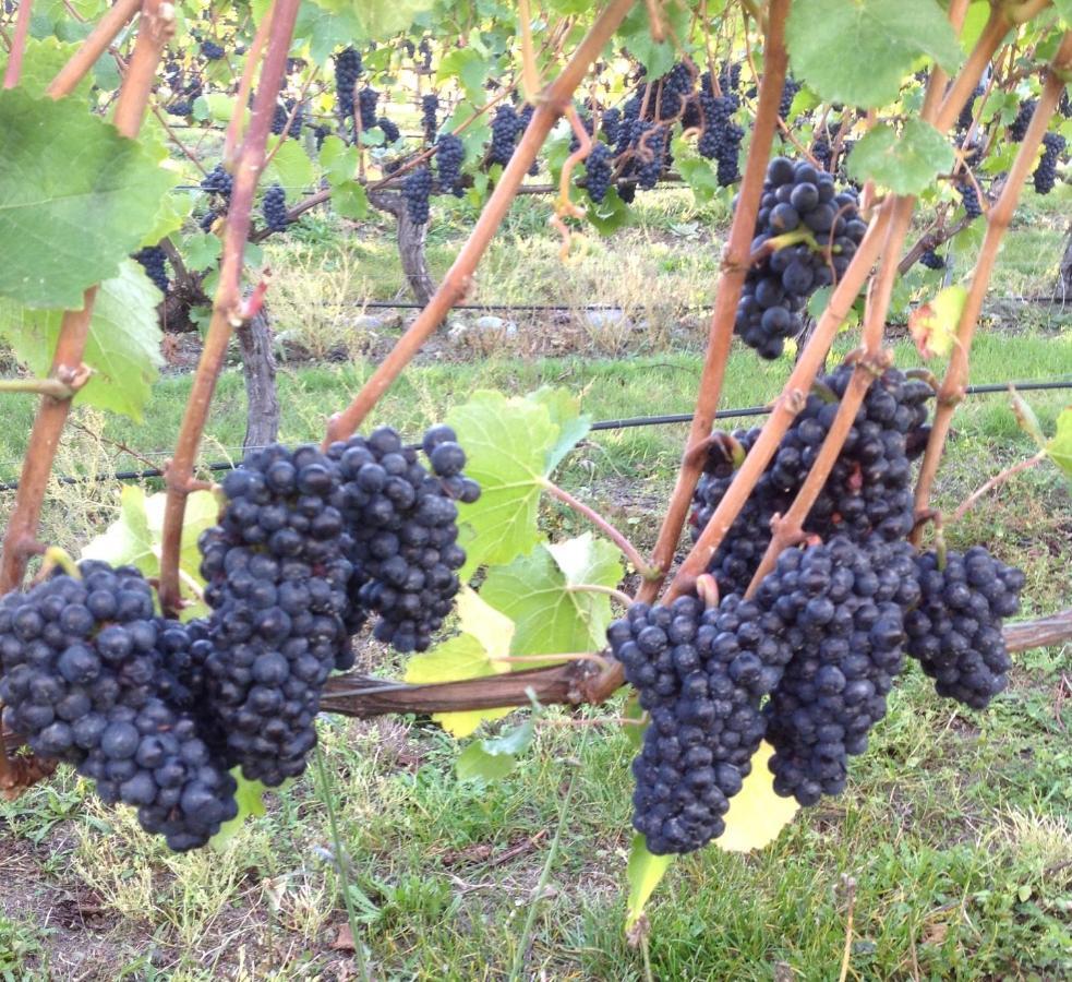 'The Crib' On Legacy Vineyard Villa Alexandra Rom bilde